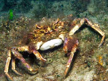 Seespinne