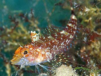 Schleimfisch