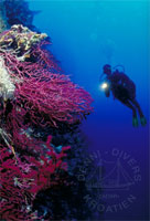 Steilwand mit roten Gorgonien