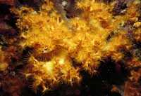 Gelbe Krustenanemone